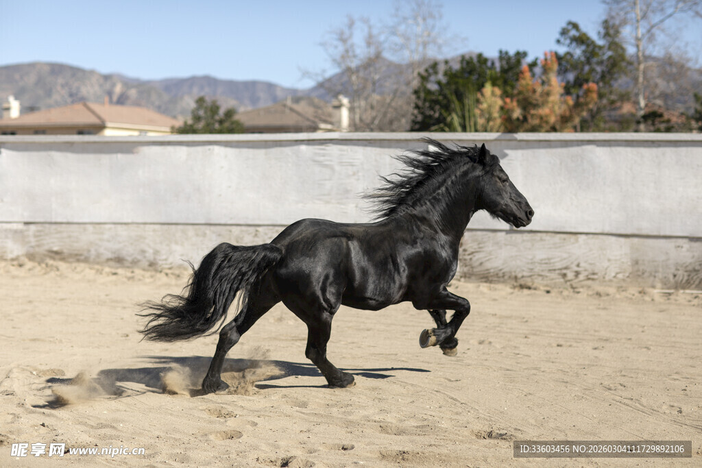 黑骏马在沙地上奔腾