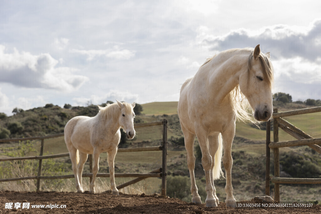 田野中两匹优雅的白马