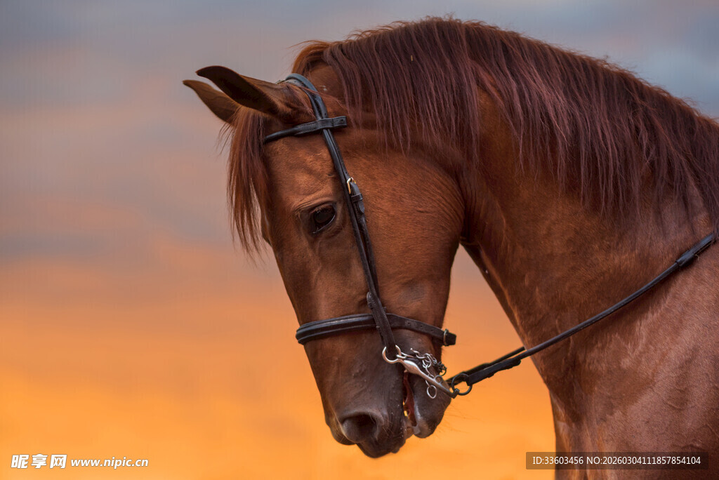 夕阳下的骏马