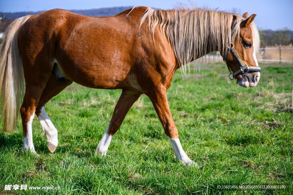 草原上漫步的棕色骏马