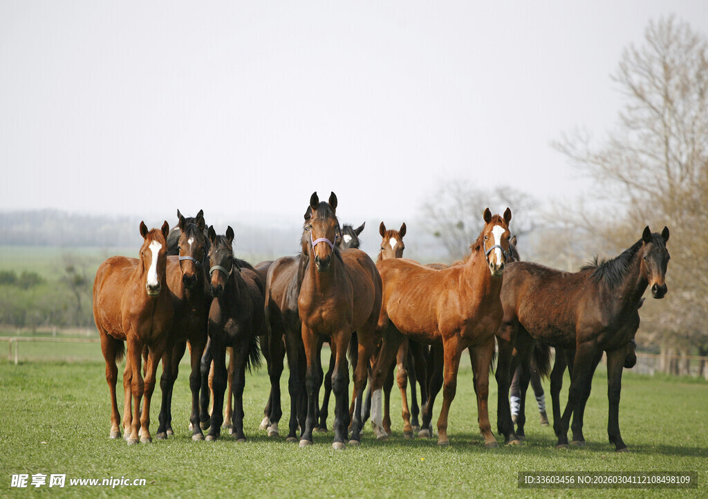 草原骏马群