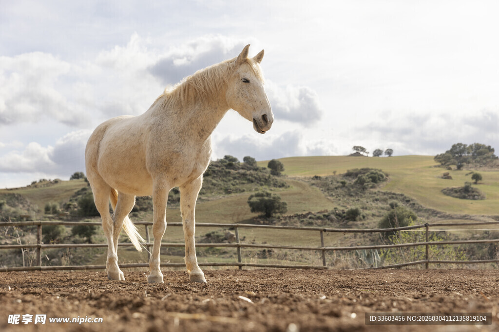 田野中的优雅白马
