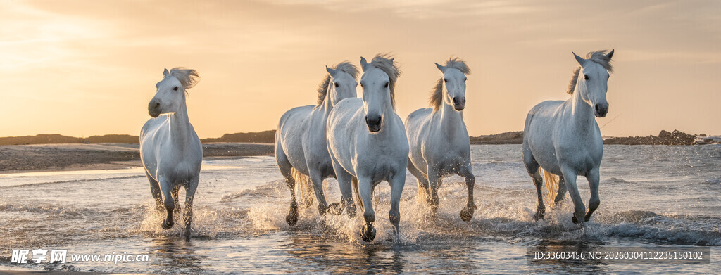 夕阳下海滩上的白马群