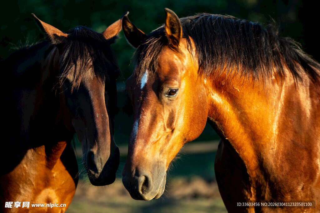 夕阳下亲昵的两匹马