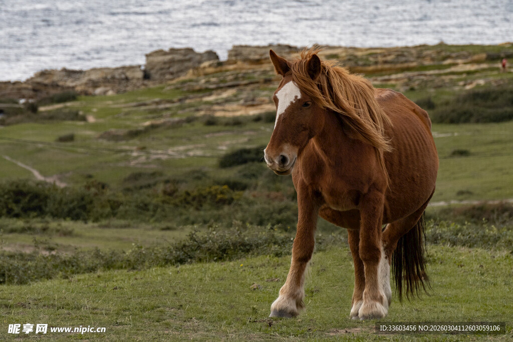 草原上的独行骏马