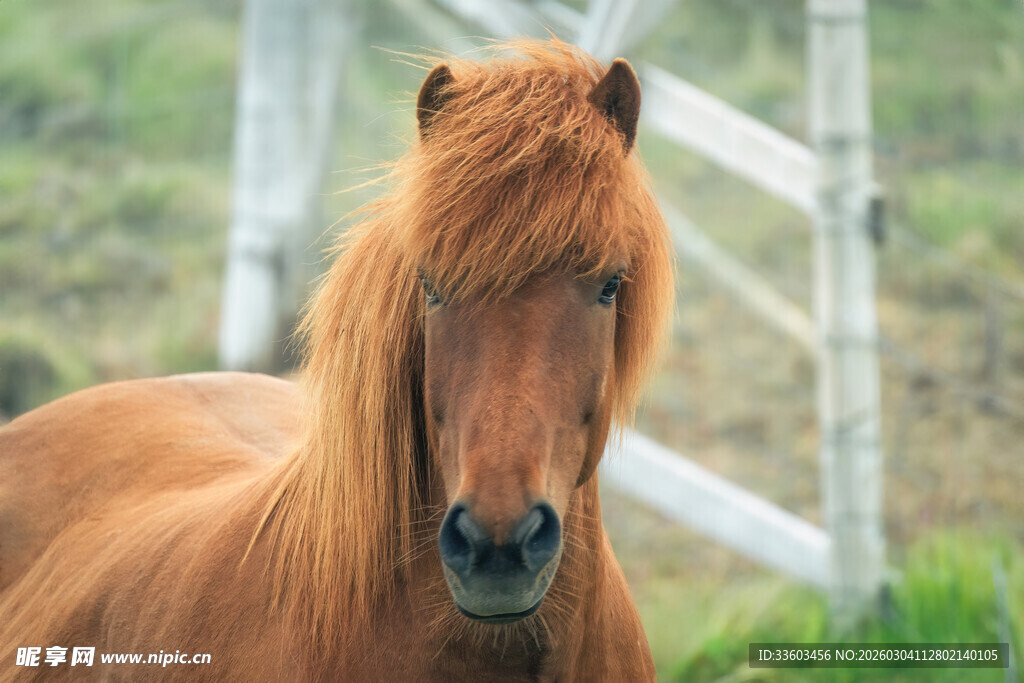 棕发骏马近景特写