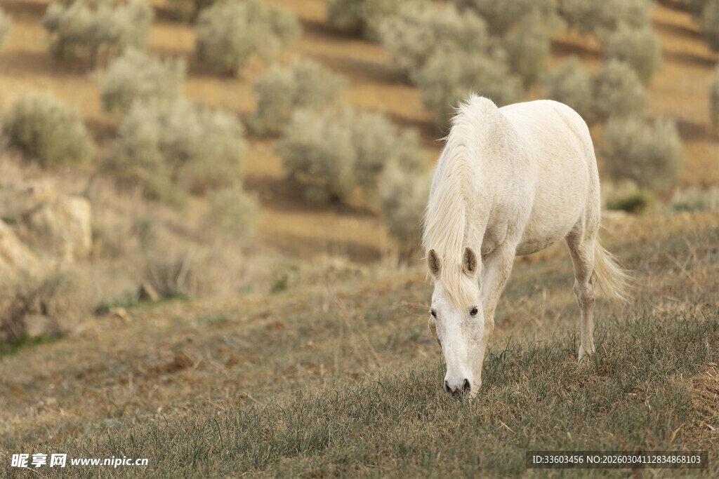 草原上的白色骏马