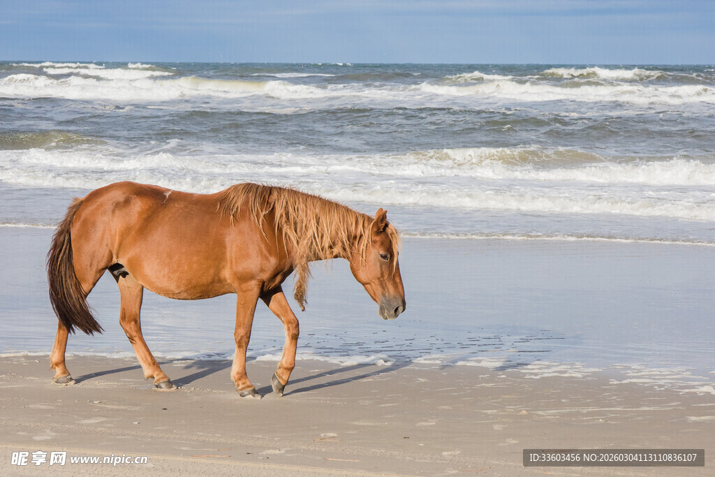 海滩上独行的棕色骏马