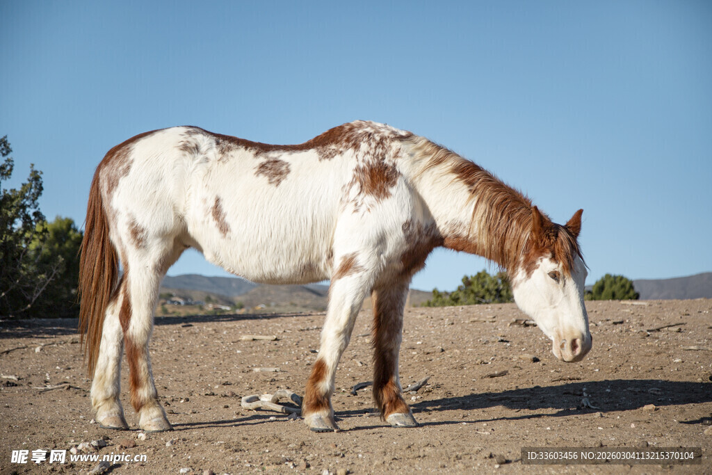 草原上低头的斑点白马