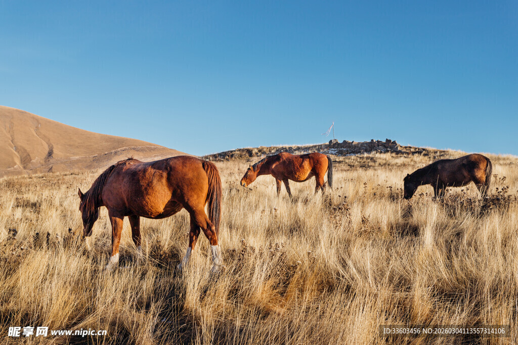 草原上悠闲吃草的马匹