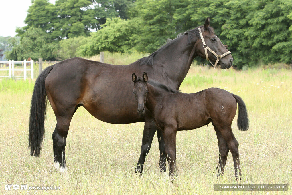 母马与小马驹站在草地