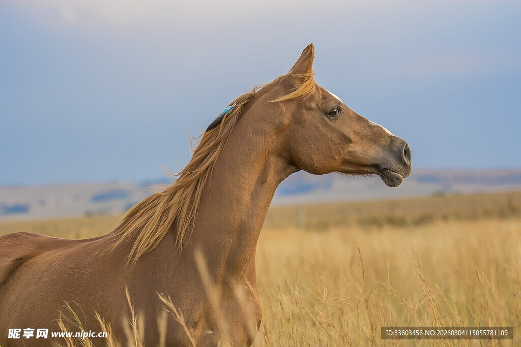草原上的棕色骏马