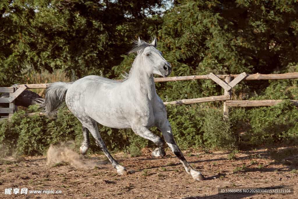 奔跑的白马