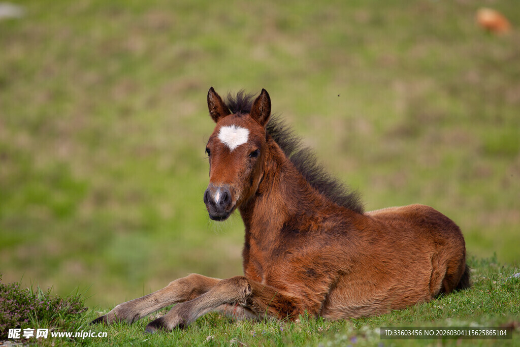 草地上休憩的可爱小马驹