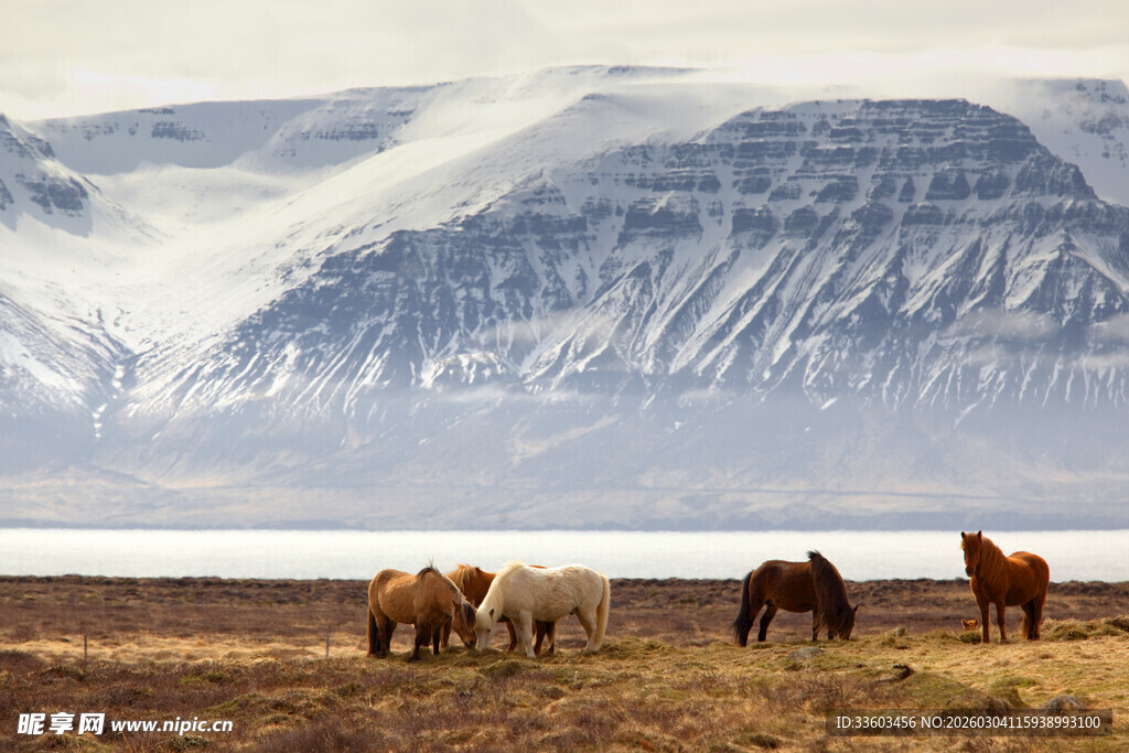 草原上的马群与雪山美景