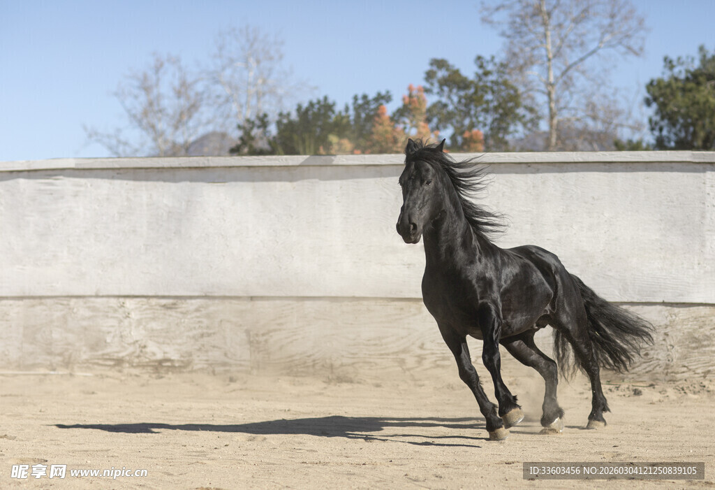 黑骏马在沙地上奔腾