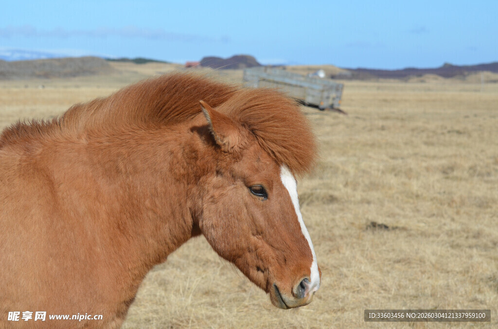 草原上的棕色骏马