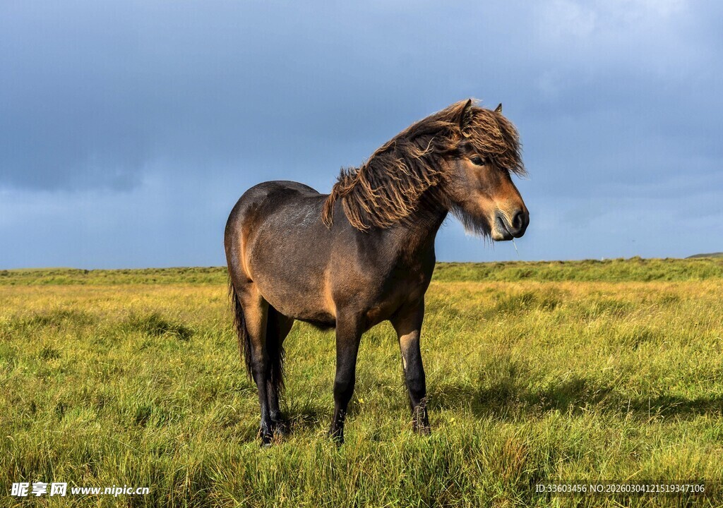 草原上的骏马