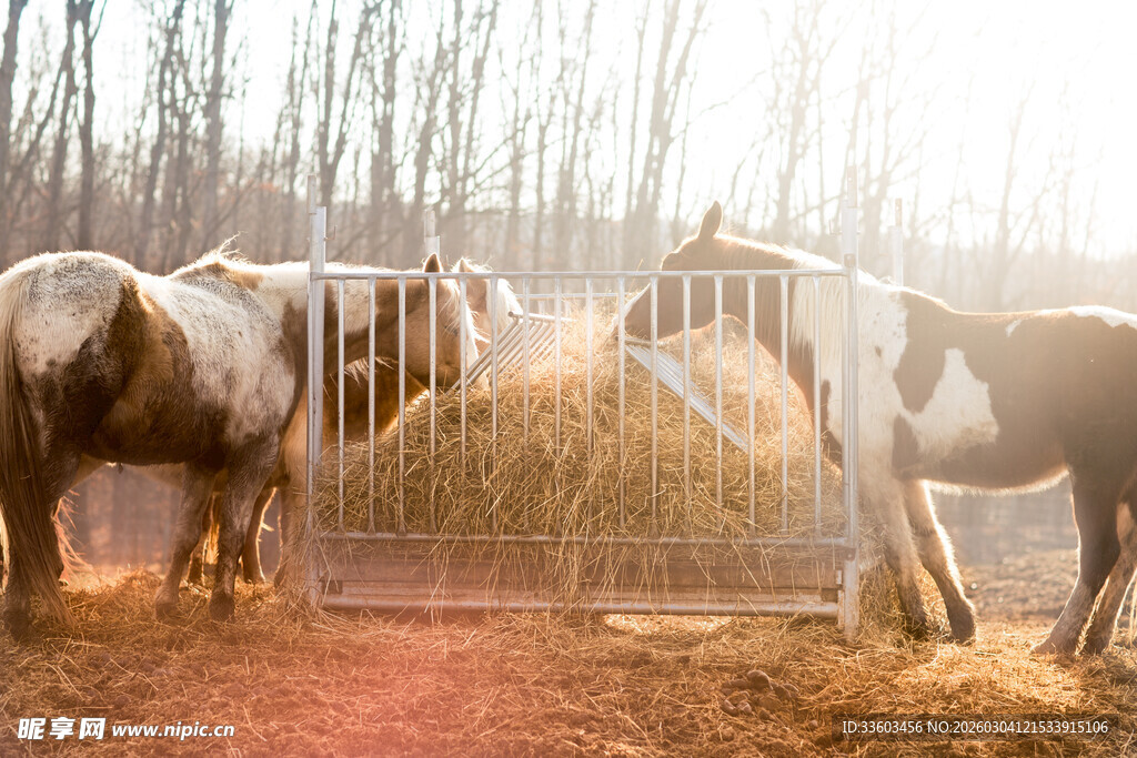 夕阳下马匹进食温馨场景