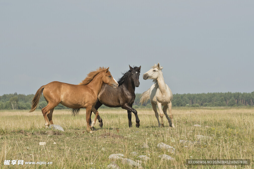 草原上奔腾的三匹马
