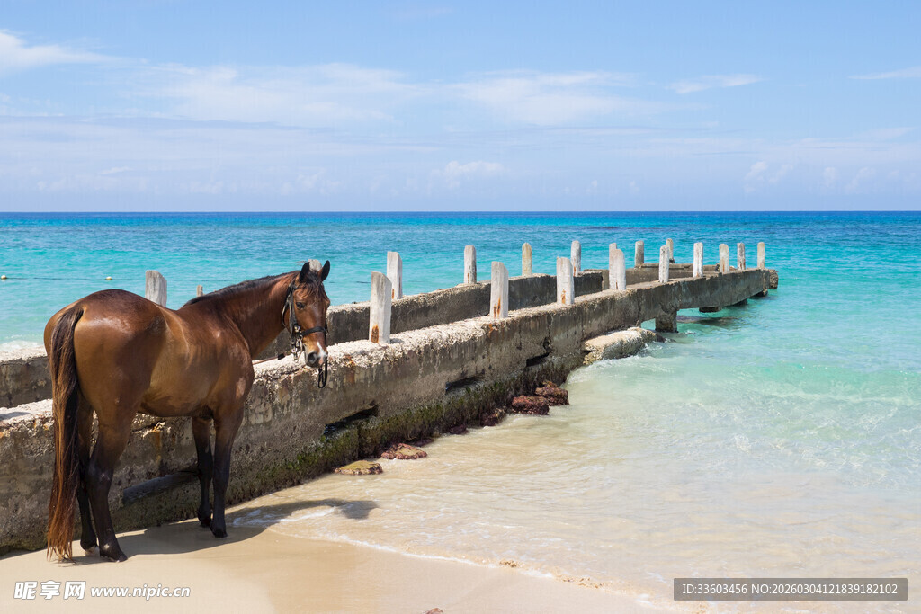 海边栈桥旁的棕色骏马
