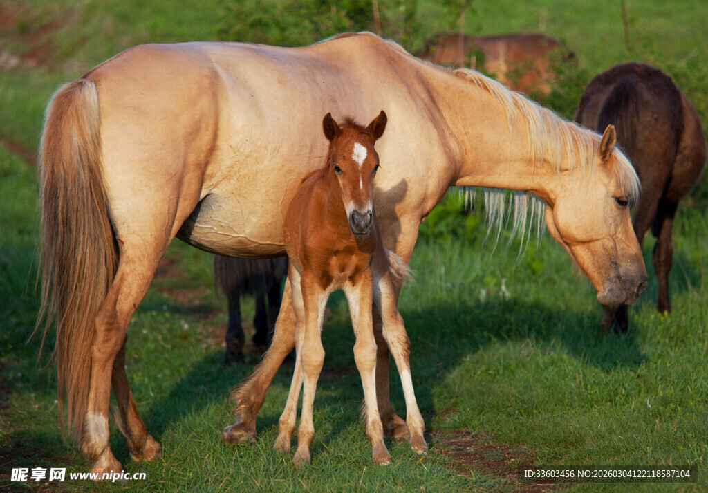 母马与小马驹在草地上