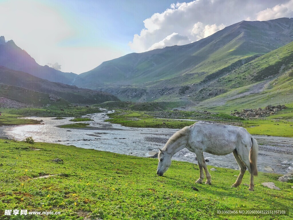 草原河畔白马悠然吃草