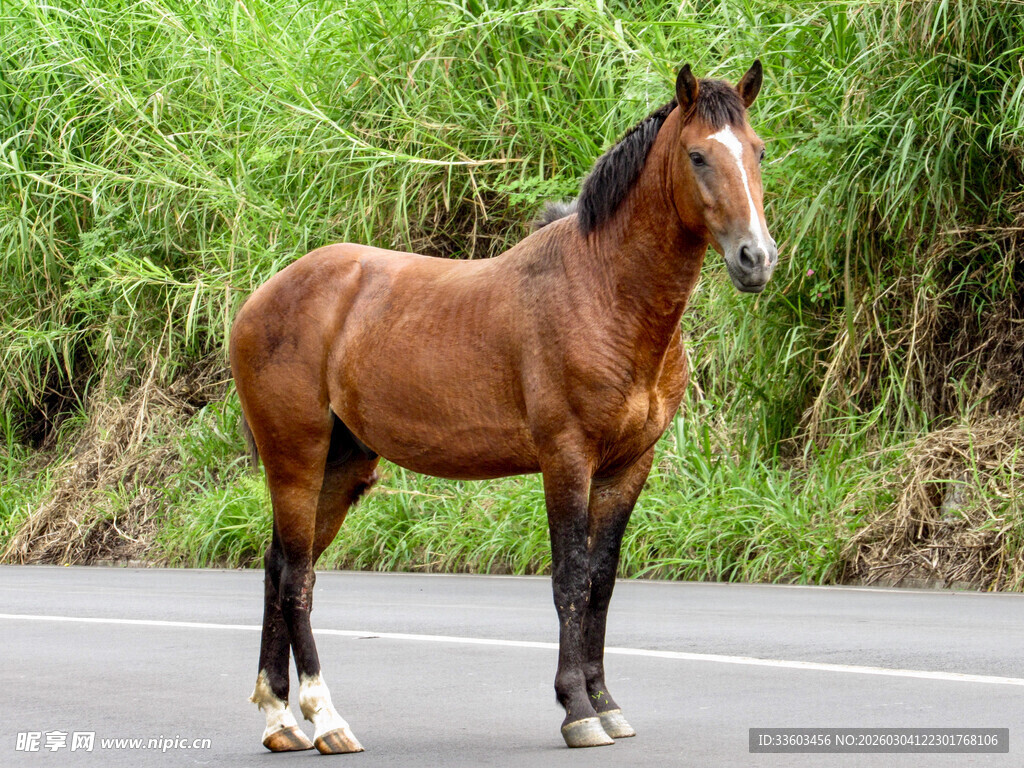 公路边的棕色骏马