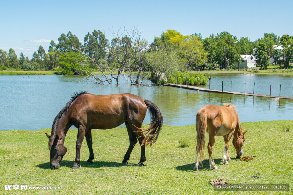 湖畔骏马与小牛悠然吃草