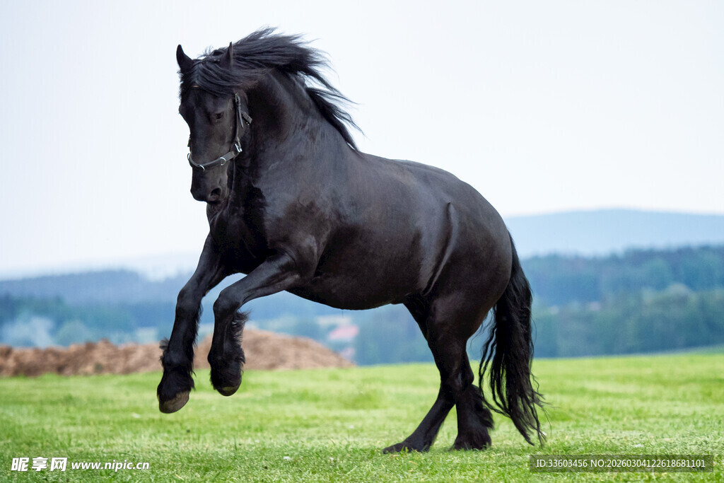 黑骏马草原奔腾英姿