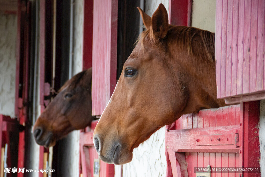 马厩中探头的两匹马