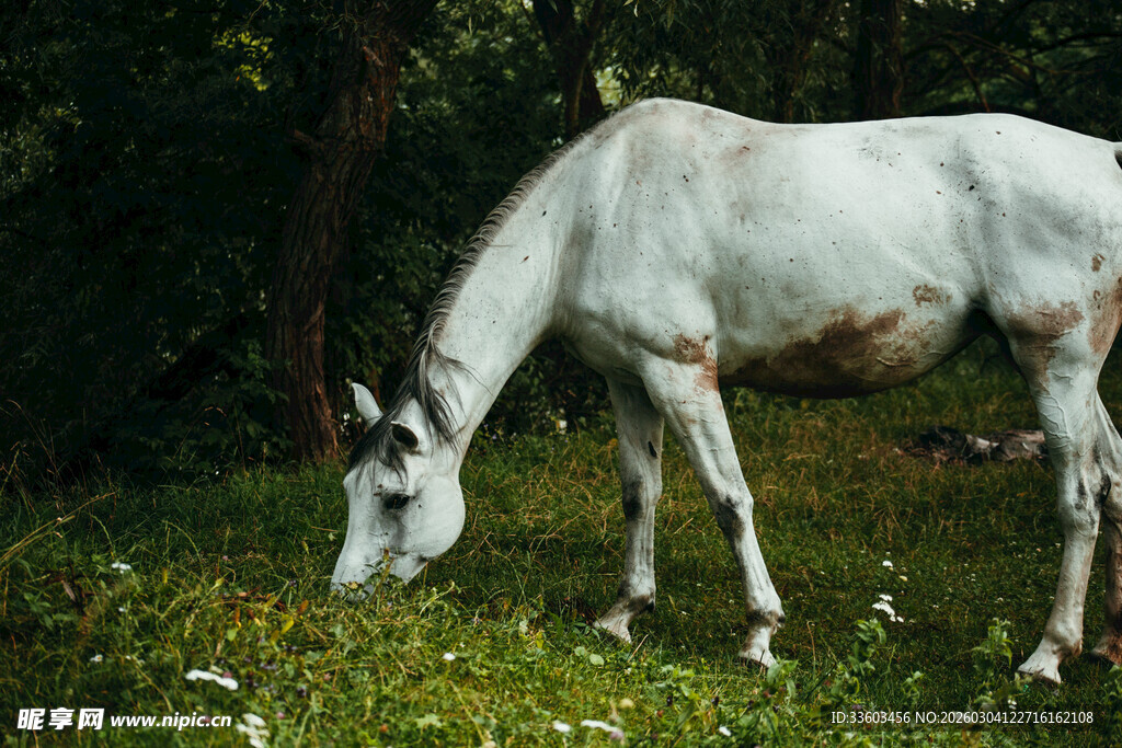 白马于草地悠然进食