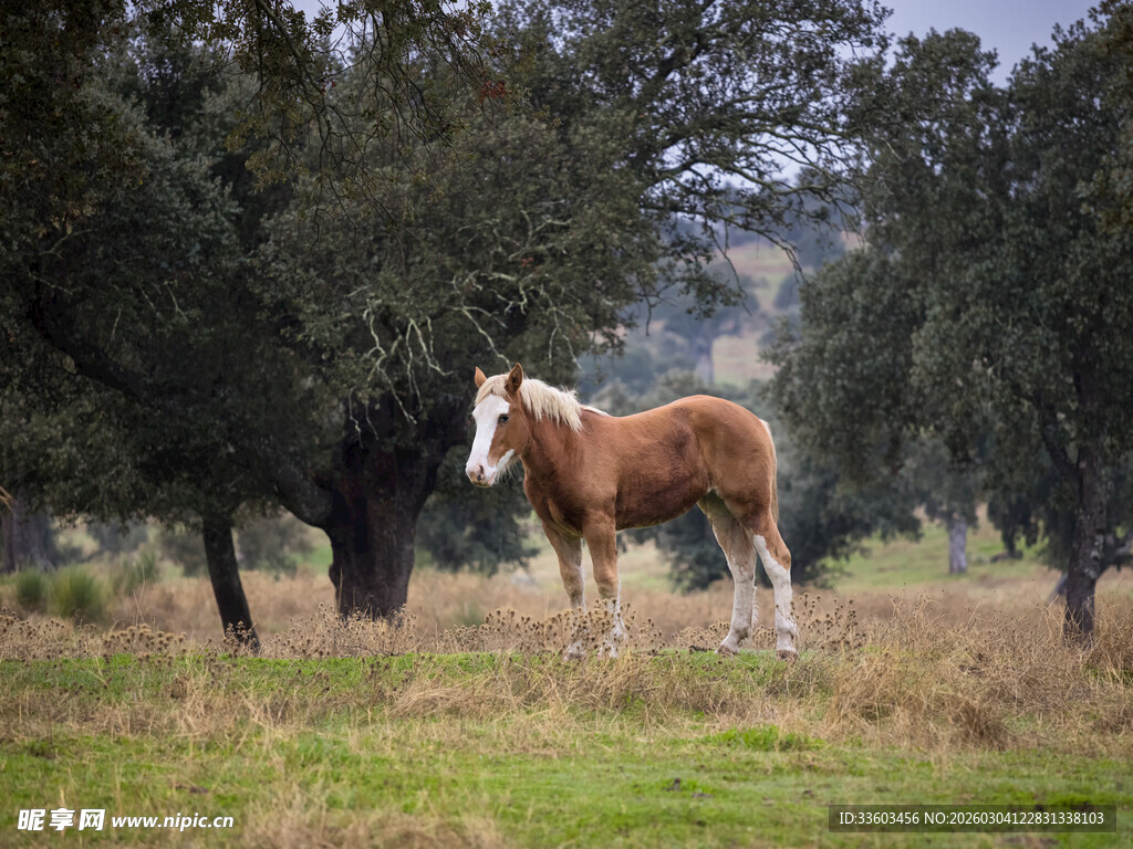 林间骏马