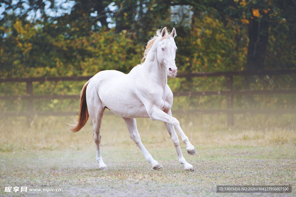 白马奔腾扬起尘土