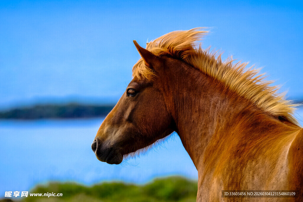 湖畔骏马