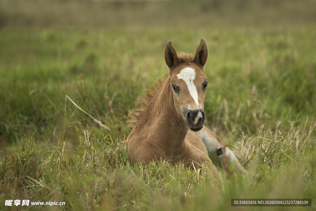 草地上休憩的小马驹