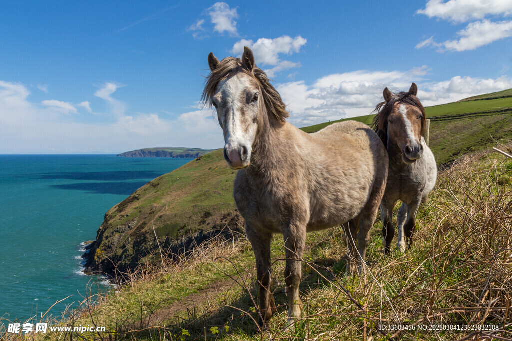 海边山坡上的两匹骏马