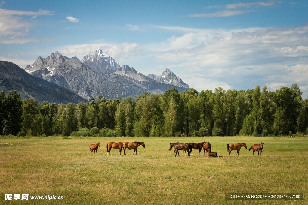 草原上的马群与壮丽山景