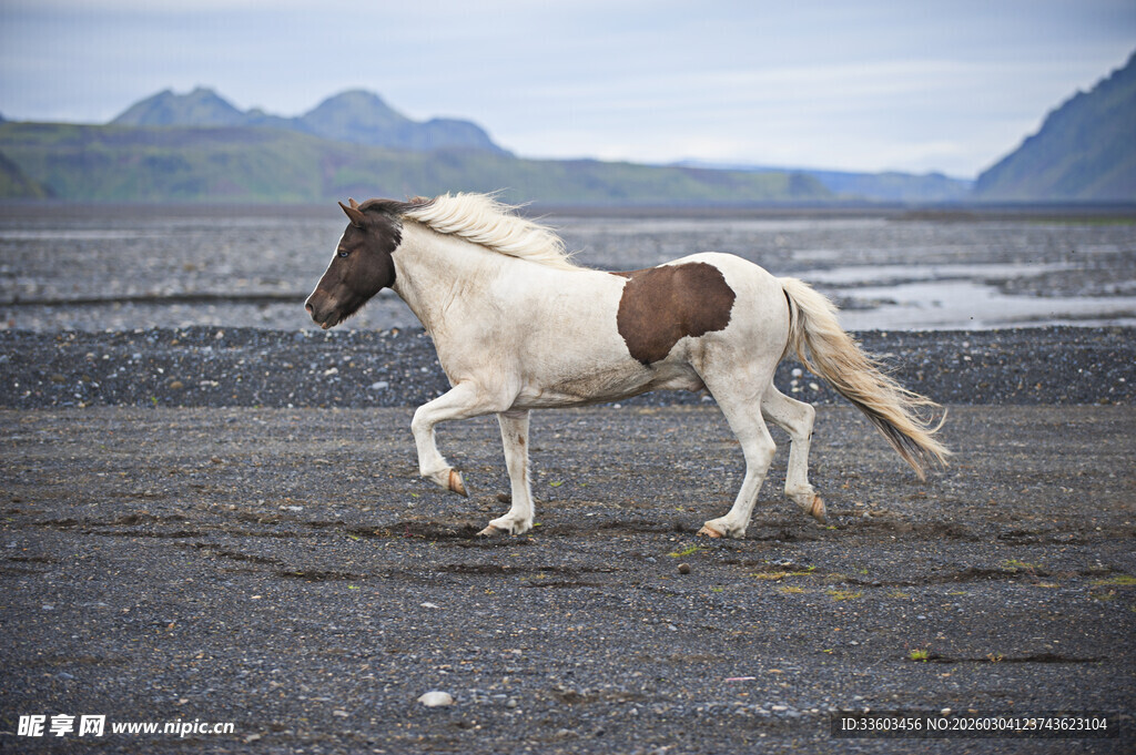 冰岛草原上奔跑的花斑马