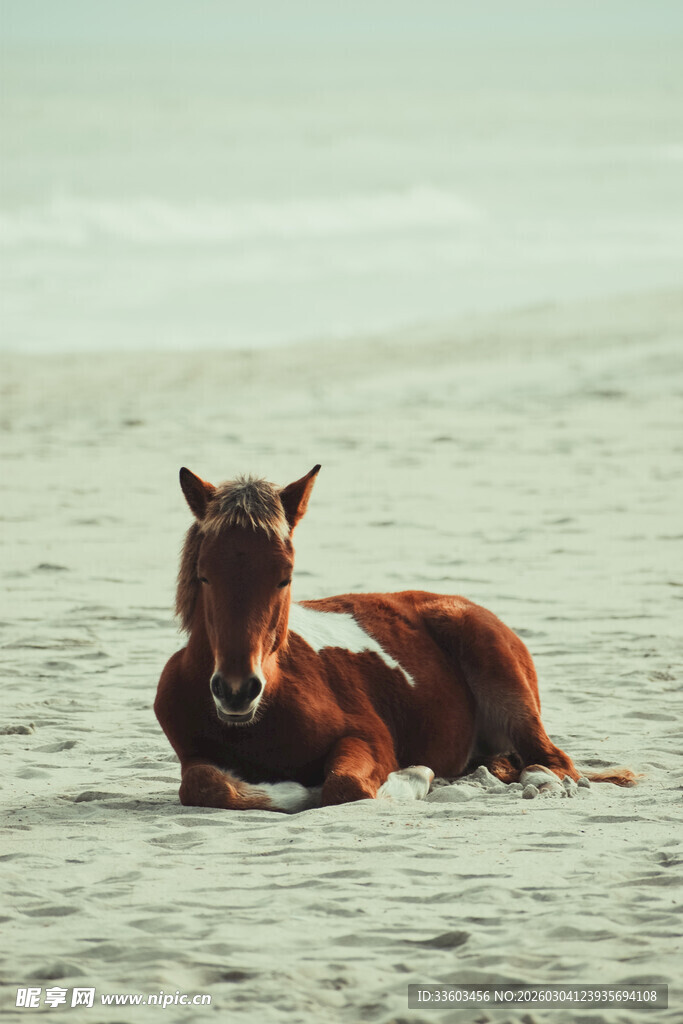 沙滩上休憩的棕色骏马