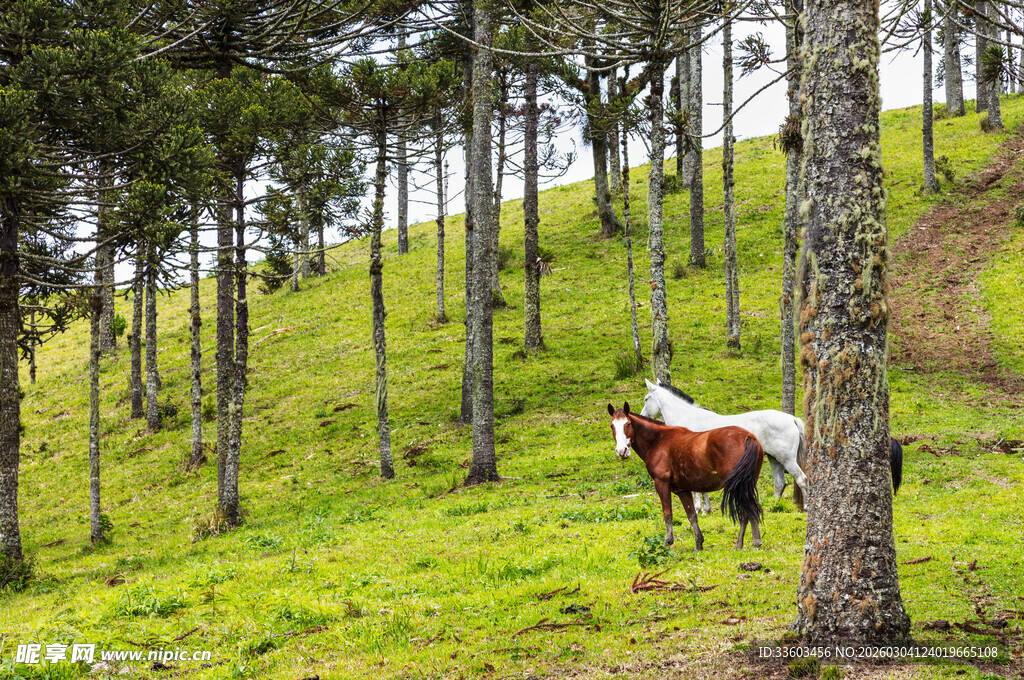山坡林间的独马