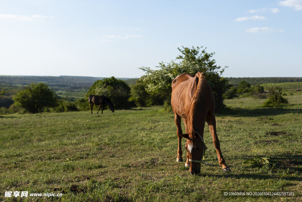 草原上独自吃草的骏马
