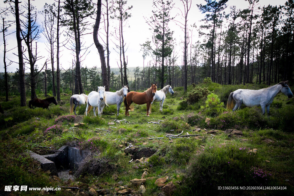 林间群马悠然漫步