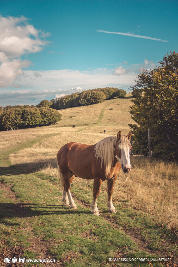 草原上的骏马