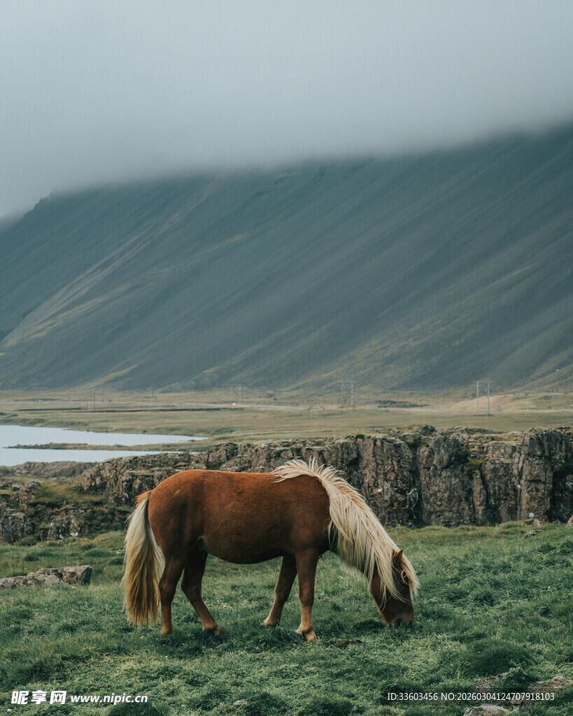草原上低头吃草的骏马