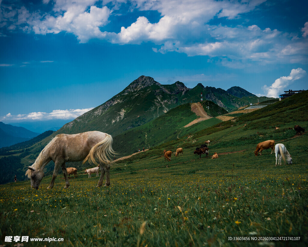 草原上悠闲吃草的马儿