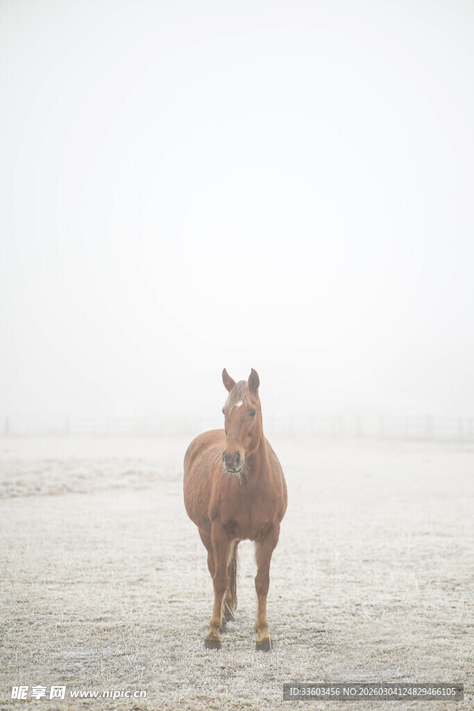 雪地中伫立的棕色骏马