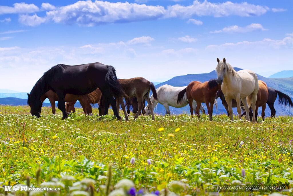 草原骏马群悠然觅食