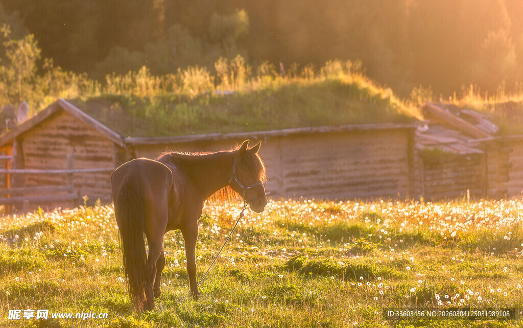 夕阳下草原上的孤独骏马