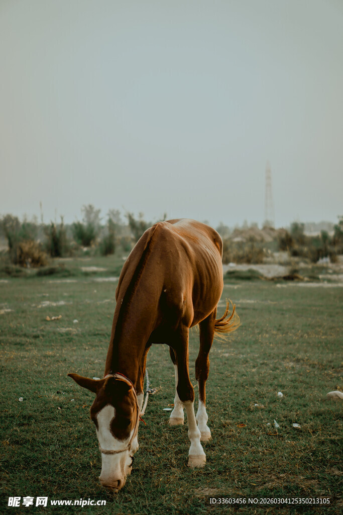 棕白相间马在草地吃草